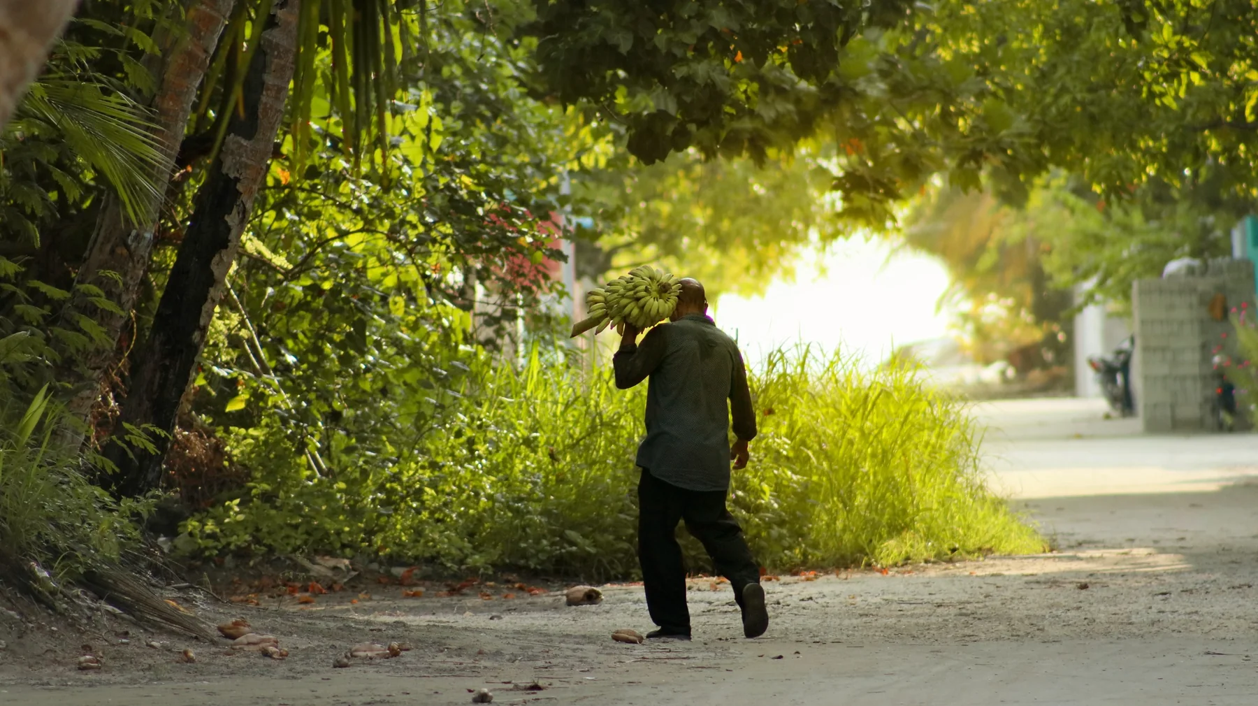 A peaceful island road surrounded by tropical greenery